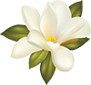 MagnoliaFlower2 MagnoliaFlower2